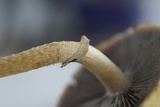 Leratiomyces magnivelaris image