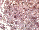 Leratiomyces magnivelaris image