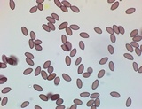 Leratiomyces magnivelaris image