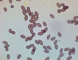 Leratiomyces magnivelaris image