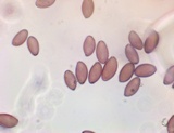 Leratiomyces magnivelaris image