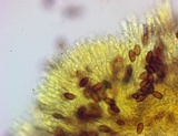 Leratiomyces magnivelaris image