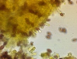Leratiomyces magnivelaris image
