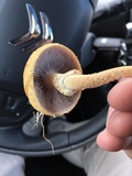 Leratiomyces magnivelaris image