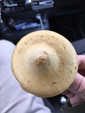 Leratiomyces magnivelaris image