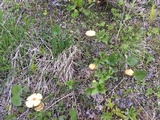 Leratiomyces magnivelaris image