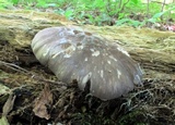 Megacollybia rodmani image