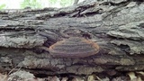 Phellinus robiniae image