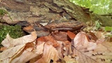 Phellinus robiniae image