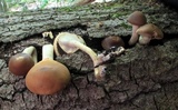Agrocybe acericola image