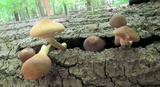 Agrocybe acericola image