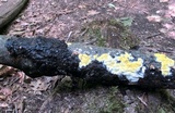Trichoderma sulphureum image