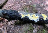 Trichoderma sulphureum image