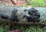 Exidia nigricans image