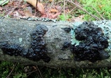 Exidia nigricans image