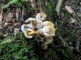 Mycena inclinata image