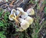Mycena inclinata image