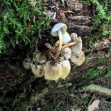 Mycena inclinata image
