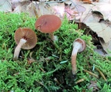 Tubaria confragosa image