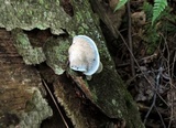 Postia livens image