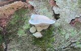 Postia livens image