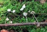 Mycetinis opacus image