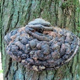 Fomitopsis ochracea image