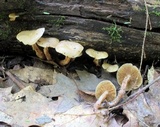 Kuehneromyces marginellus image