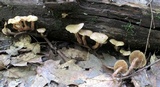 Kuehneromyces marginellus image