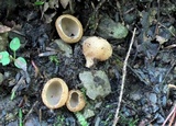 Tarzetta cupularis image