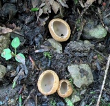 Tarzetta cupularis image