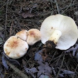 Rhodocollybia maculata image