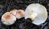 Rhodocollybia maculata image