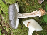 Megacollybia rodmanii image