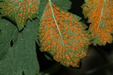 Arthuriomyces peckianus image