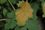 Arthuriomyces peckianus image