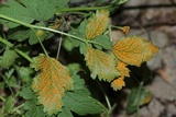 Arthuriomyces peckianus image