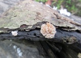 Xylaria cubensis image