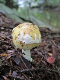 Amanita praecox image