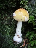 Amanita praecox image