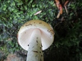Amanita praecox image