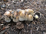 Coprinellus flocculosus image