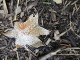 Coprinellus flocculosus image
