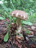 Leccinum snellii image