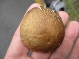 Leccinum snellii image