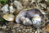 Cortinarius glaucopus image