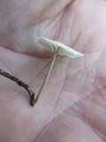 Mycetinis opacus image