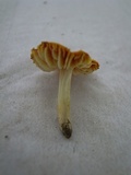 Hygrocybe subacuta image