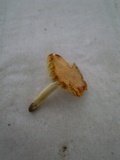 Hygrocybe subacuta image