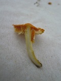 Hygrocybe subacuta image